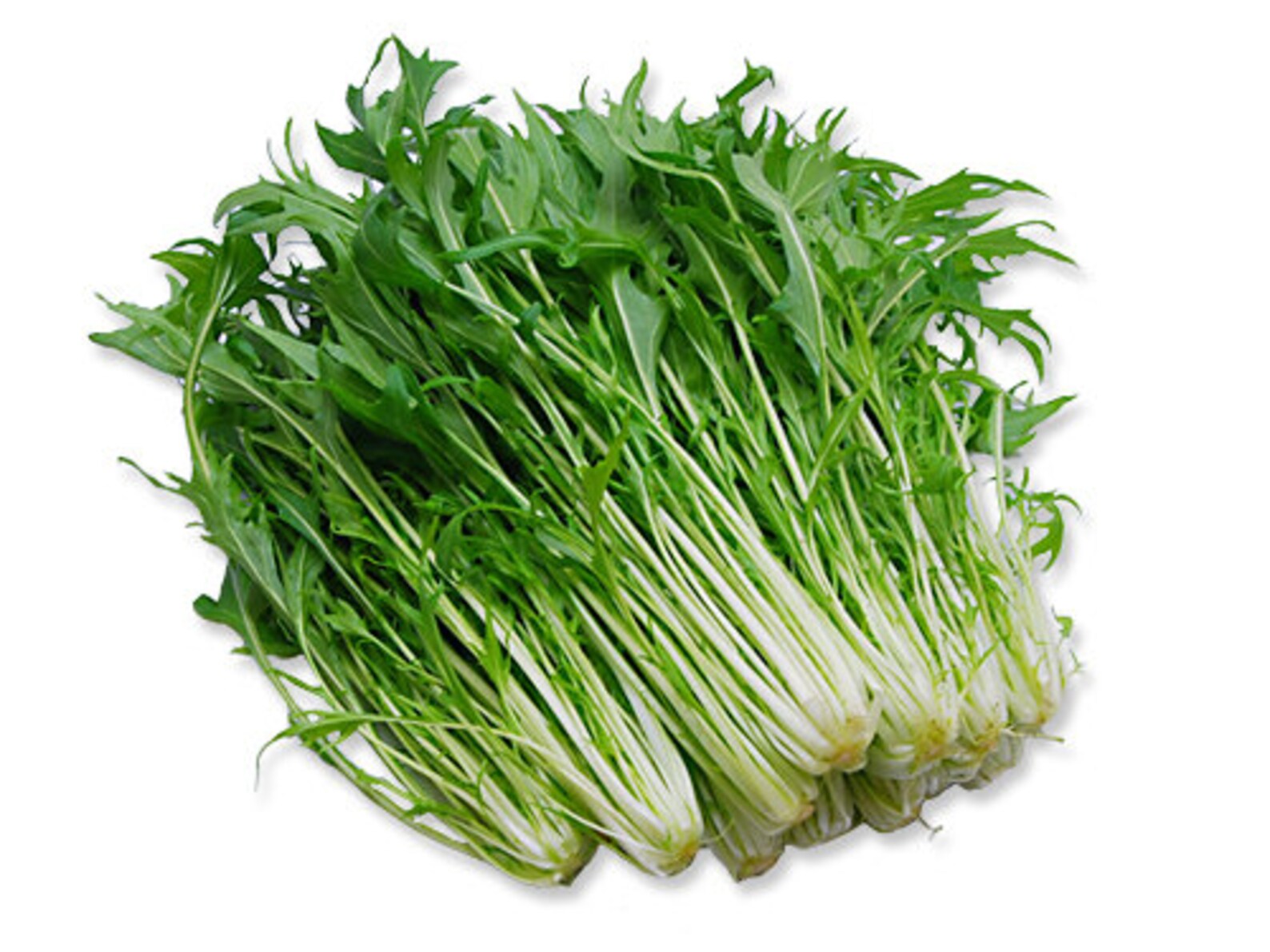 300Japanese Mustard Mizuna Early seeds 29 Etsy