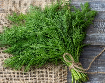 May include: A fresh bunch of dill, a vibrant green herb, is tied with twine. The dill sits on a burlap cloth, with a rustic wooden background. The image highlights the natural texture and color of the dill.