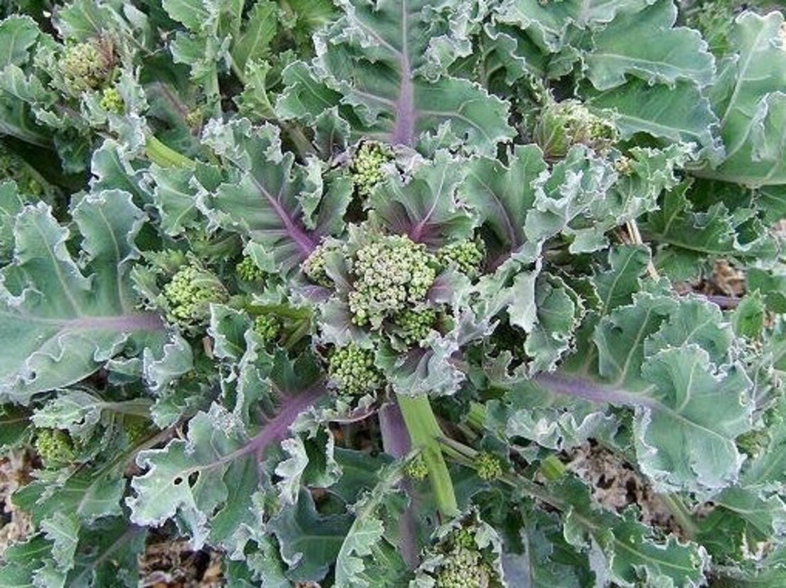 Perennial 5 Sea Kale seeds zones 39 Etsy