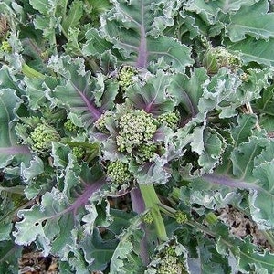 Perennial 5 Sea Kale seeds (zones: 3-9)