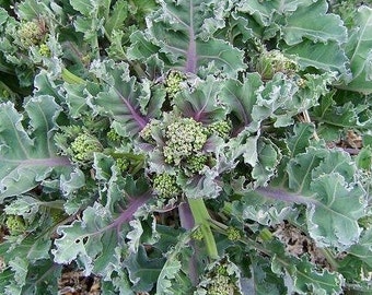 Perennial 5 Sea Kale seeds (zones: 3-9)