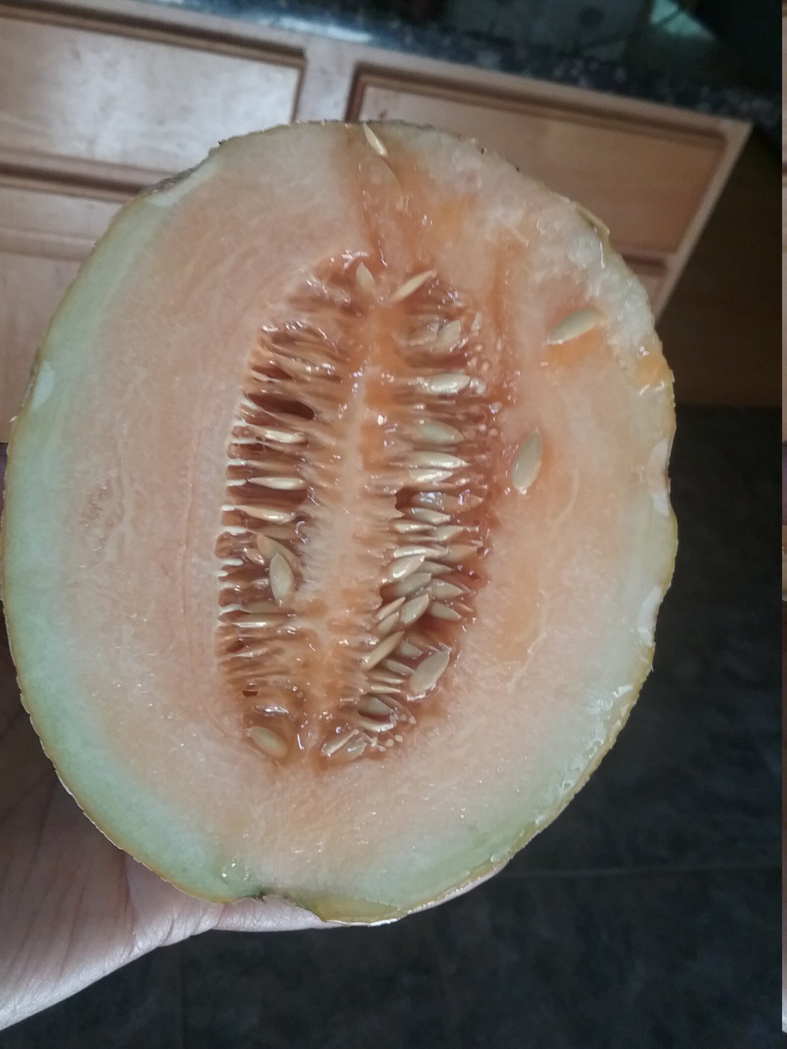 5 Sugar Kiss Melon Seeds Organic Home Grow Etsy