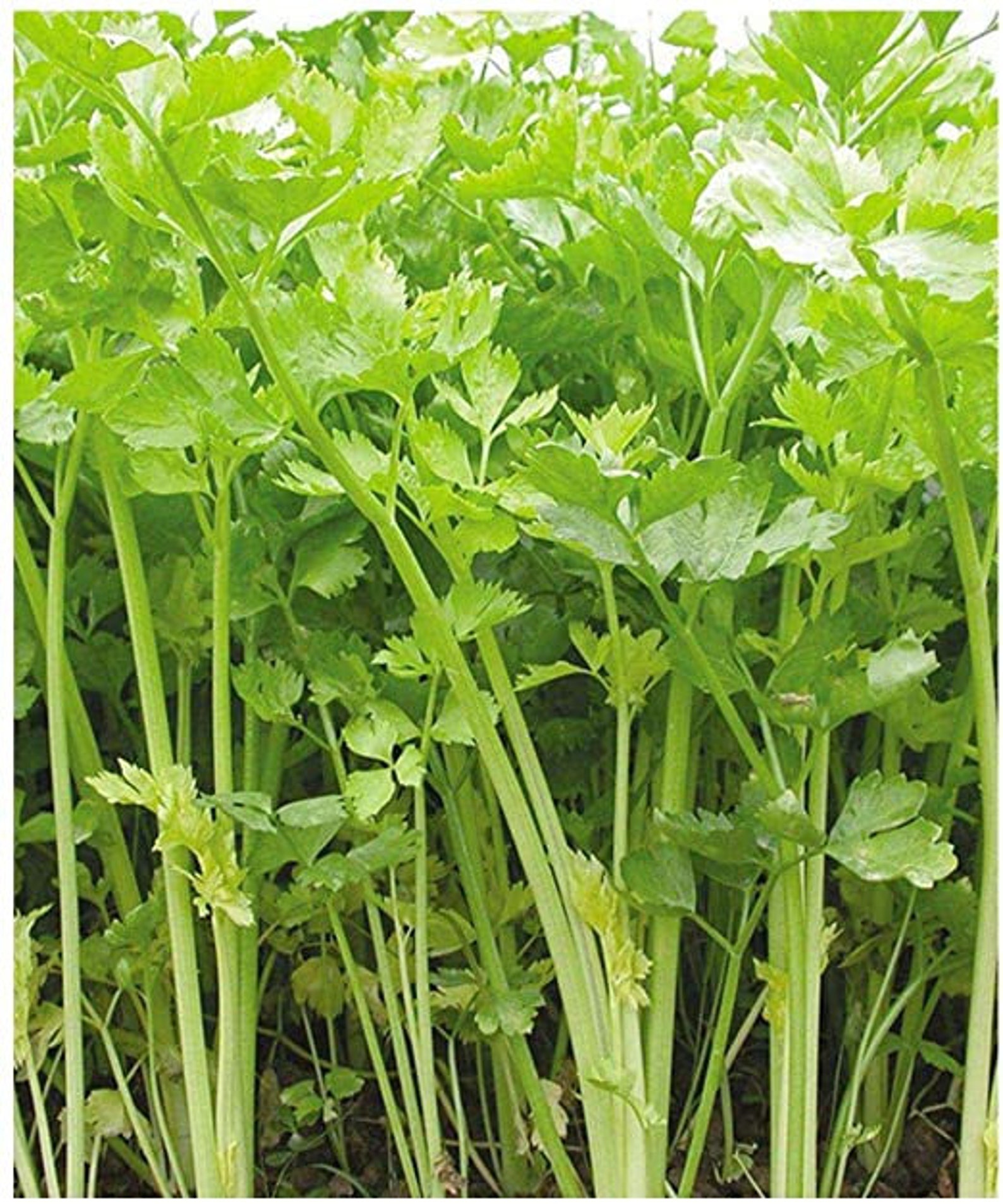200 Chinese Golden celery seeds Etsy