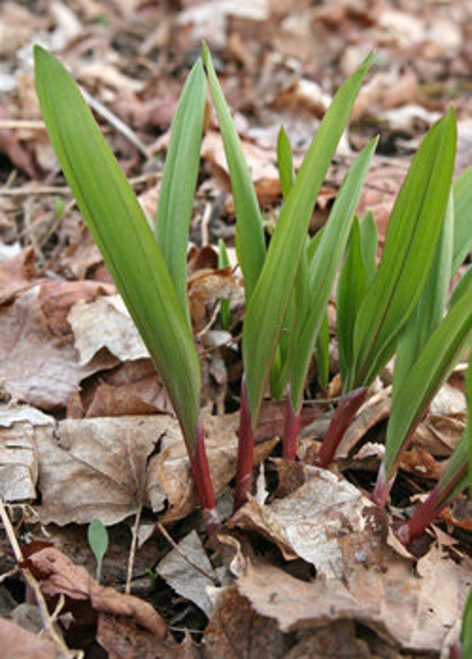 10 WILD LEEK seeds 102 Etsy
