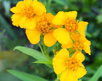 50+Mexican mint marigold seeds