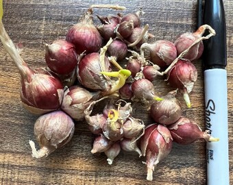 Organic Egyptian Walking onion  zone 3-9