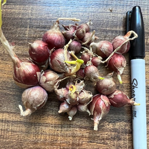 Perennial Egyptian Walking onion  zone 3-9