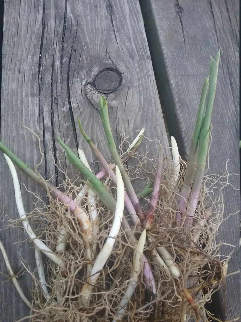 10 Lily of the valley bare root plants Etsy