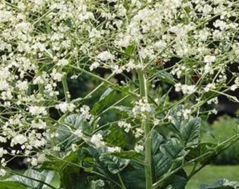 Perennial 5 Giant sea kale seeds