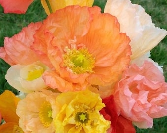 May include: A bouquet of vibrant orange, yellow, and pink poppy flowers. The flowers are in full bloom and have delicate petals.