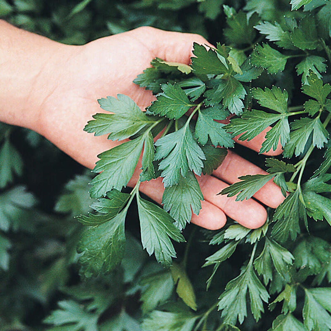 200 Italian Parsley Dark Green Flat Seeds 02 Etsy