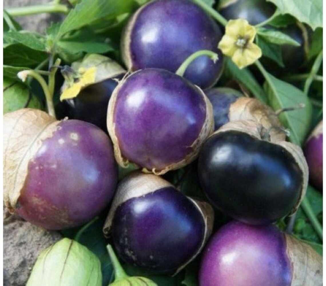 30Really Purple Tomatillo F1 Tomatillo seeds Etsy