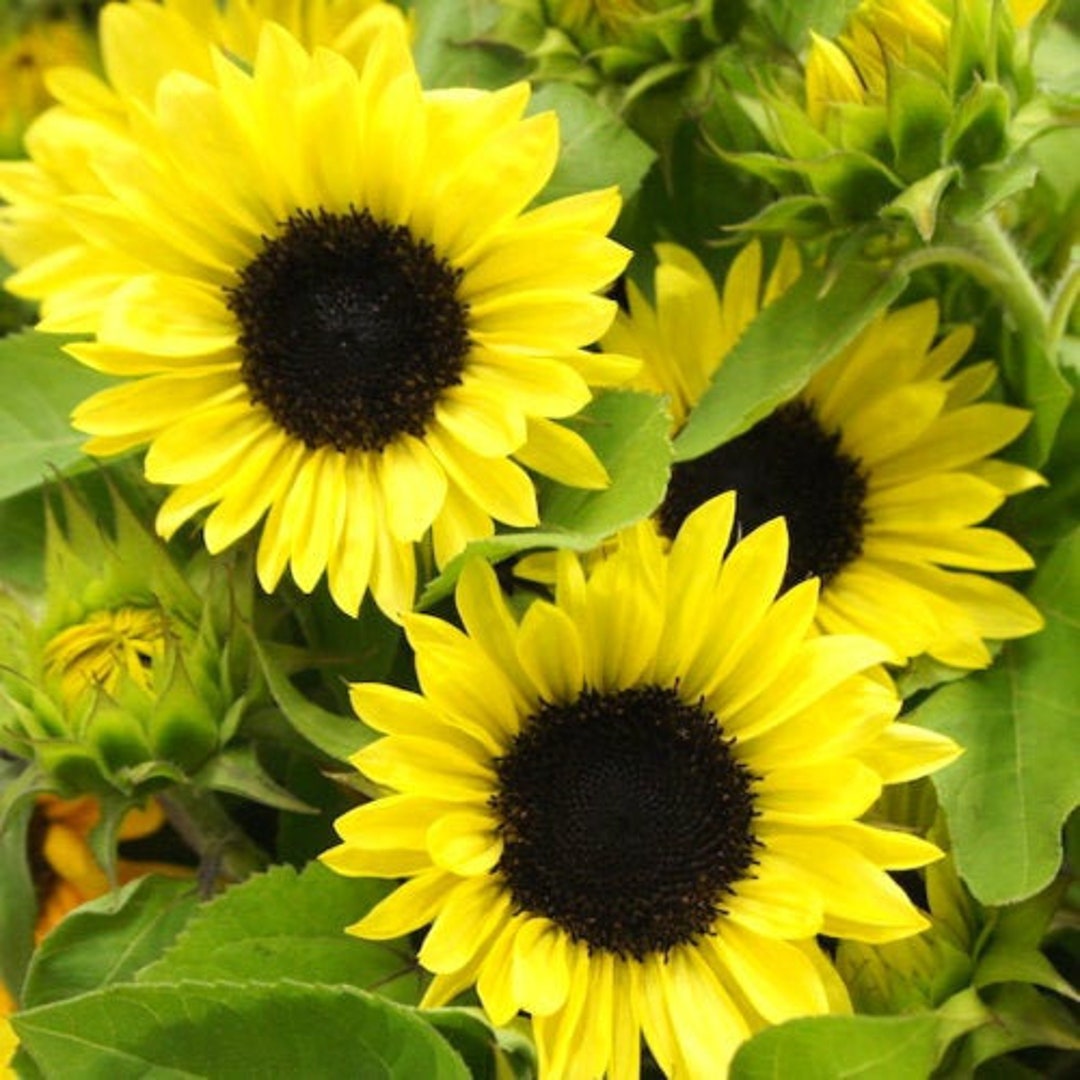 Procut Lemon Sunflower 10 Seeds 30 - Etsy