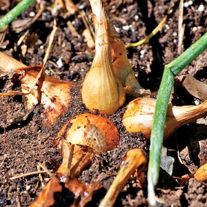 May include: Several small, light brown onion bulbs growing partially exposed in dark, moist soil. The bulbs have papery, translucent skins and are surrounded by thin, green, tubular stalks that extend outward from the base of the plants.