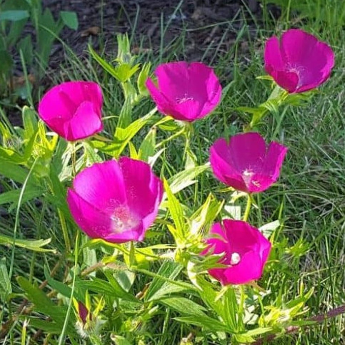 Perennial purple poppy mallow seeds Etsy