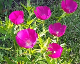 Perennial purple poppy mallow seeds zone 3-9