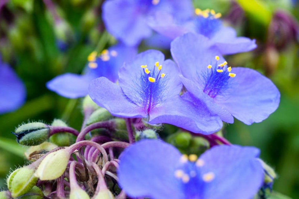20Virginia spiderwort Perennial wild flower seeds Etsy