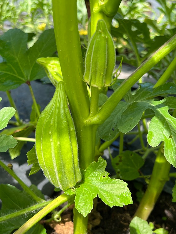 Okra Abelmoschus Esculentus 'Baby Bubba' edu.svet.gob.gt