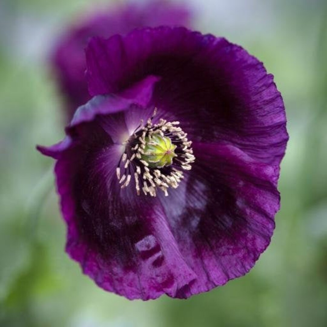 100lauren's Grape Poppy Seeds ALL Poppy Seeds Do Need Cold
