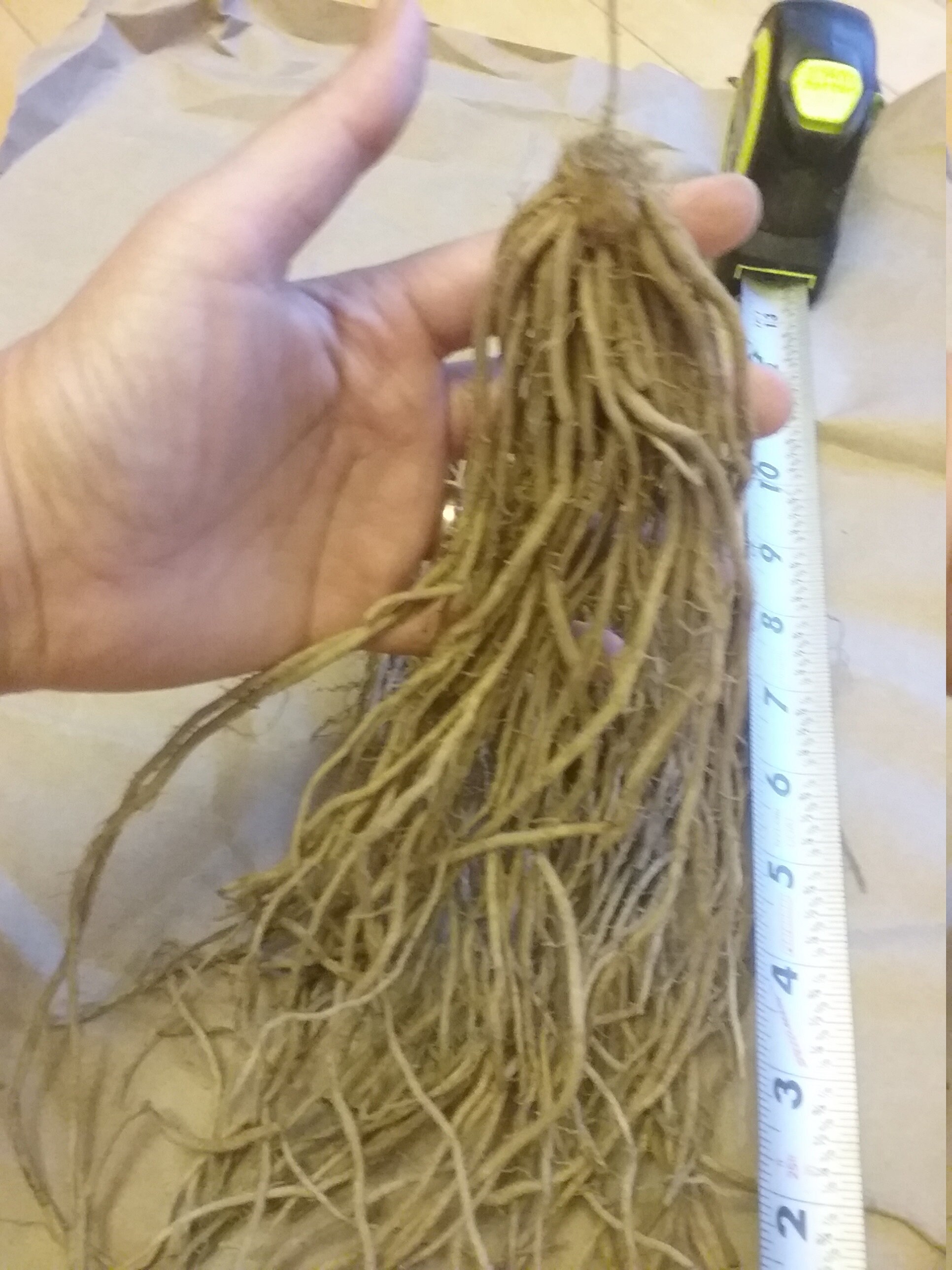 Jersey Giant Asparagus crowns 1 Year old crowns Etsy