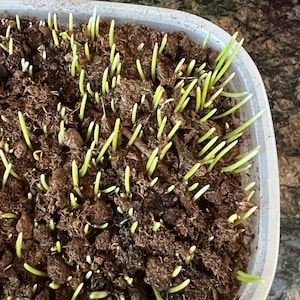 500+  Cat grass Organic Wheat grass seeds