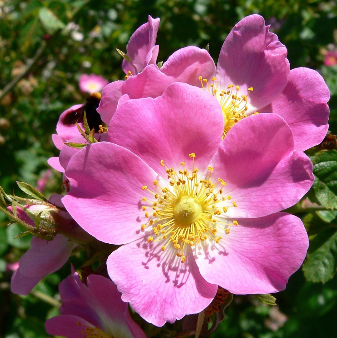 Perennial 25early Wild Rose Seeds Zone 39 06 Etsy