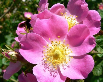 Perennial 25+Early Wild Rose seeds Zone 3-9 #06