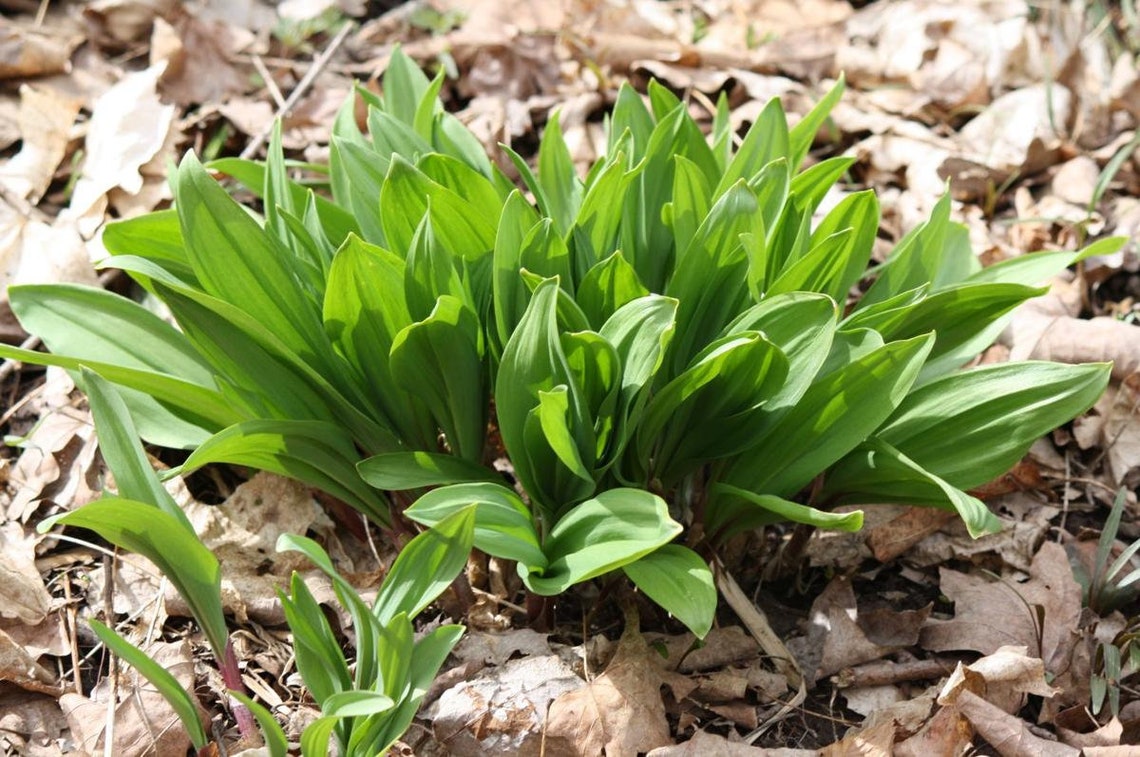 Perennial 20 Wild Leek Seeds 102 zone 39 Etsy