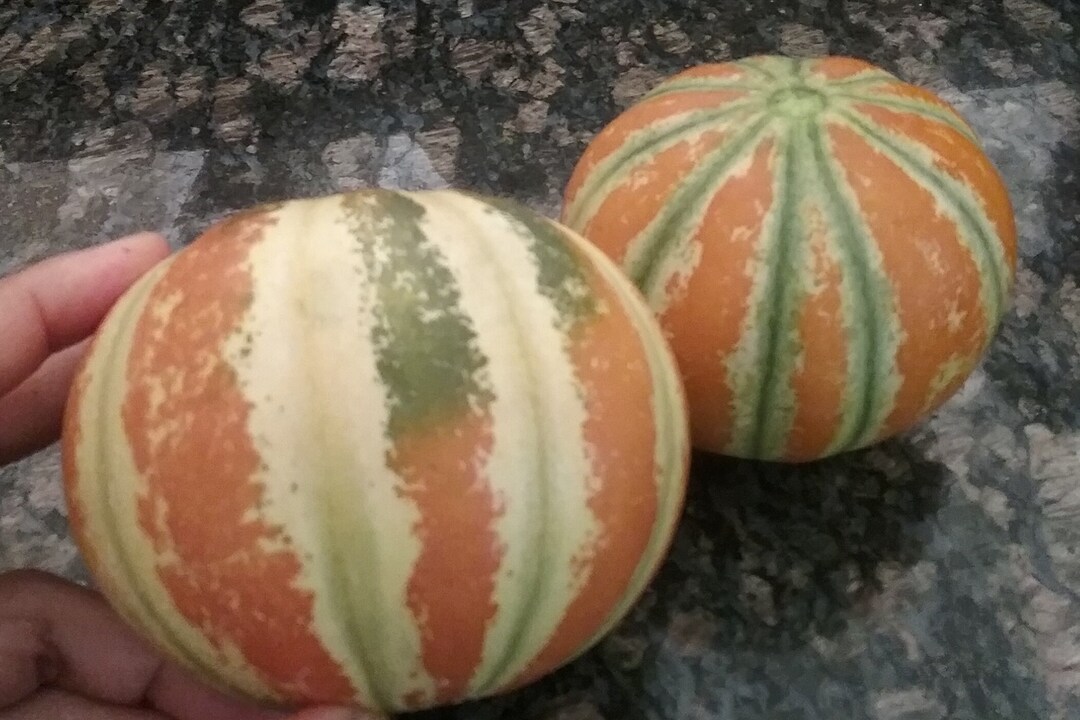 10 kajari Melon Seeds Etsy