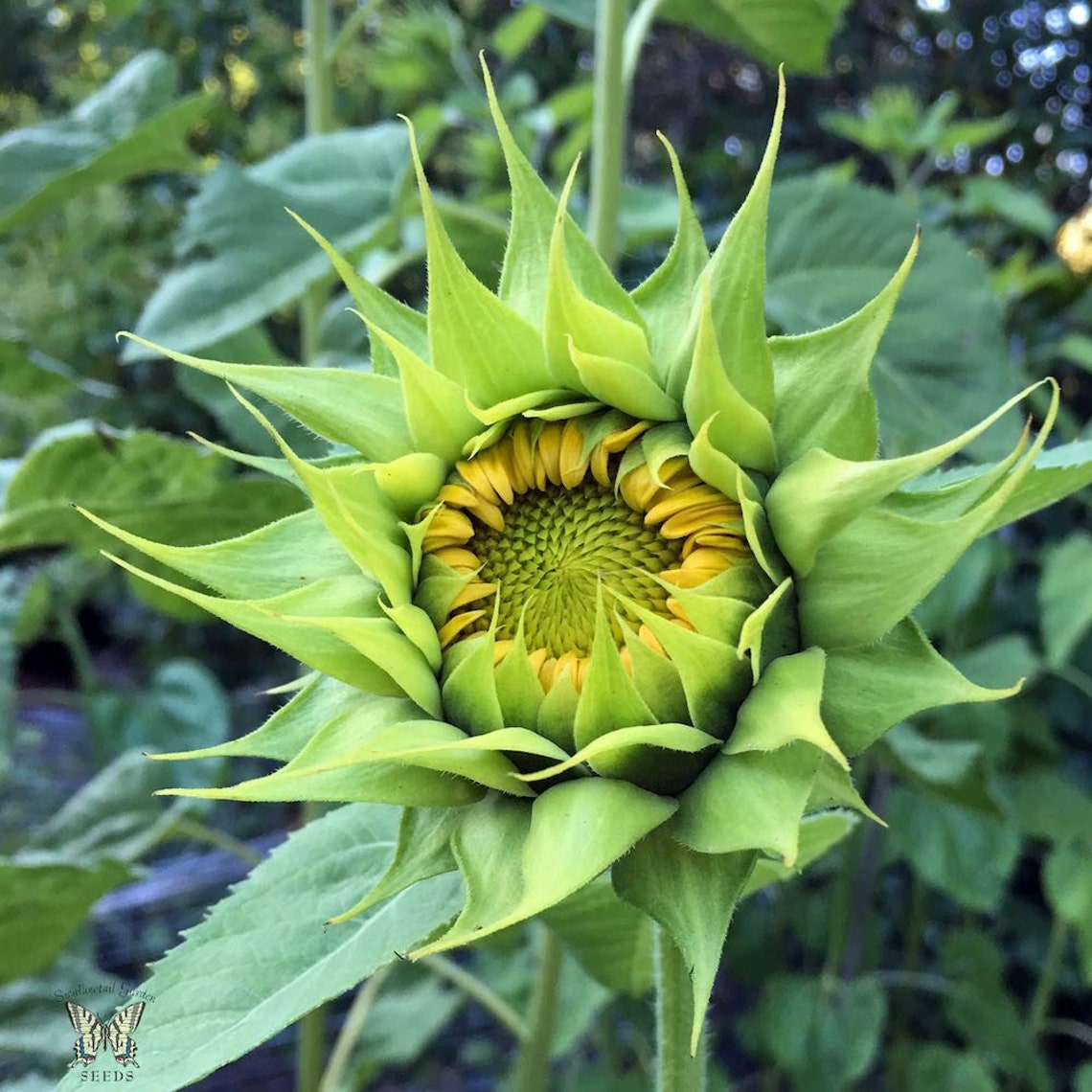SunFill™ Green Sunflower 10 seeds 10 Etsy