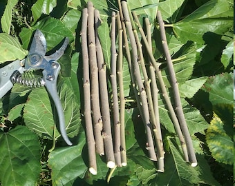 Mulberry 12 Cuttings Unrooted 5-8 inches