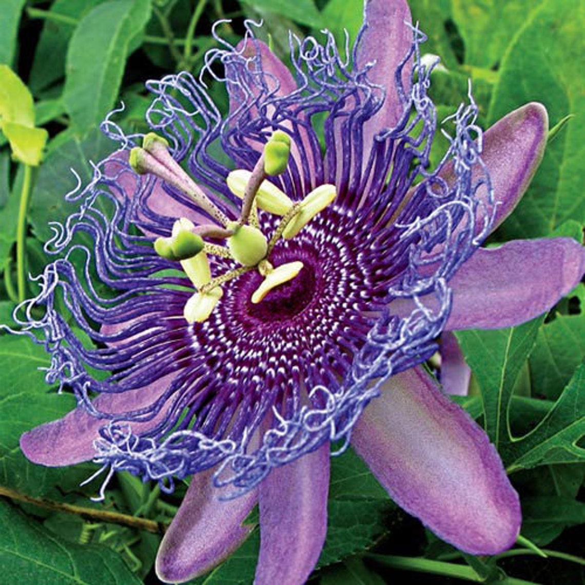 10Purple Passion flower seeds | Etsy