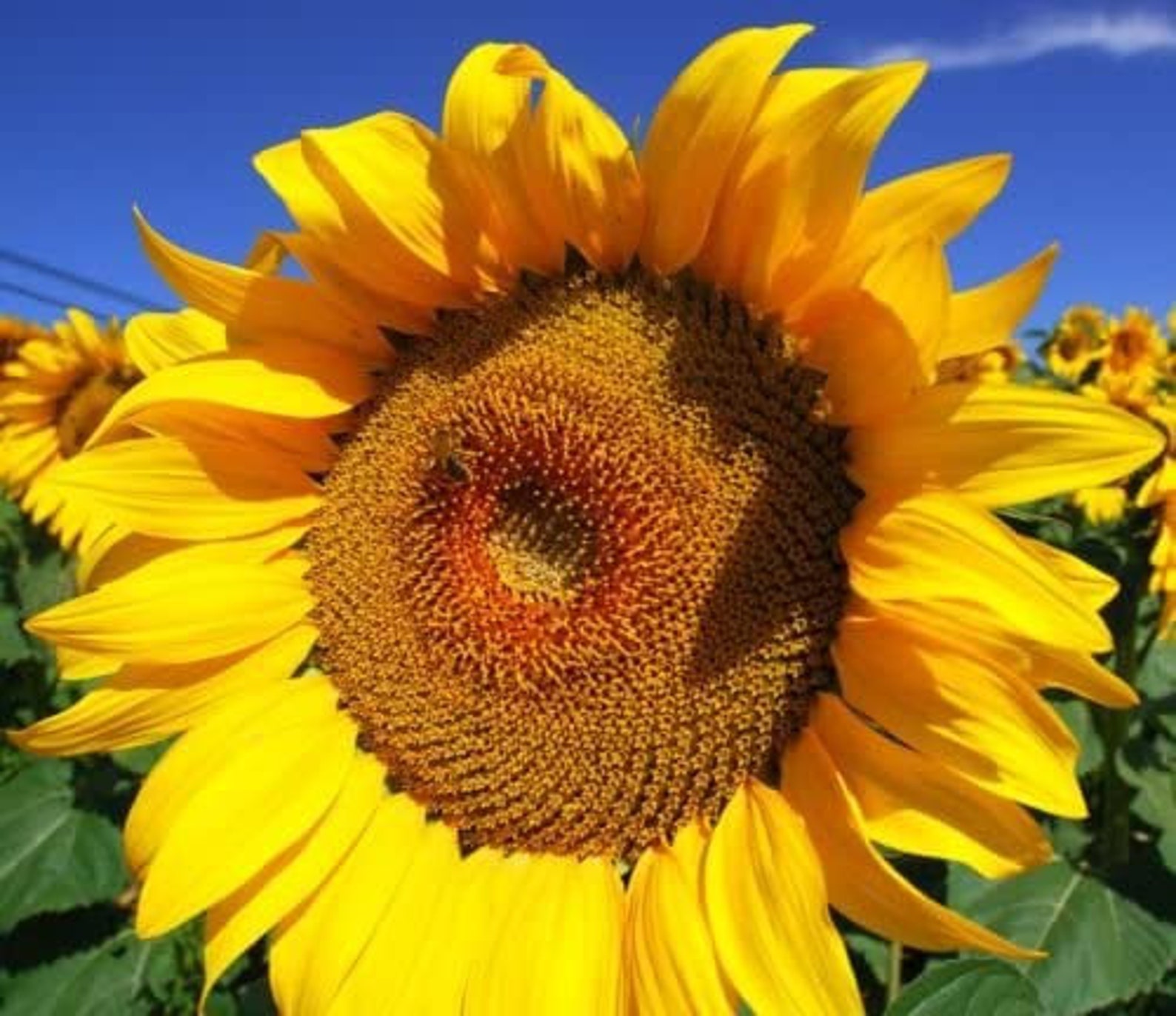 Israeli Sunflower seeds Giant seeds largest seeds on the Etsy