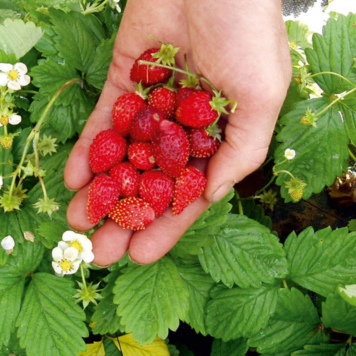 Organic 5Alpine Strawberry Bare Root Plants Etsy