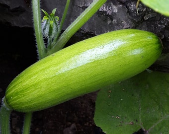 20 Korean squash Meot Jaeng I Ae Summer  seeds
