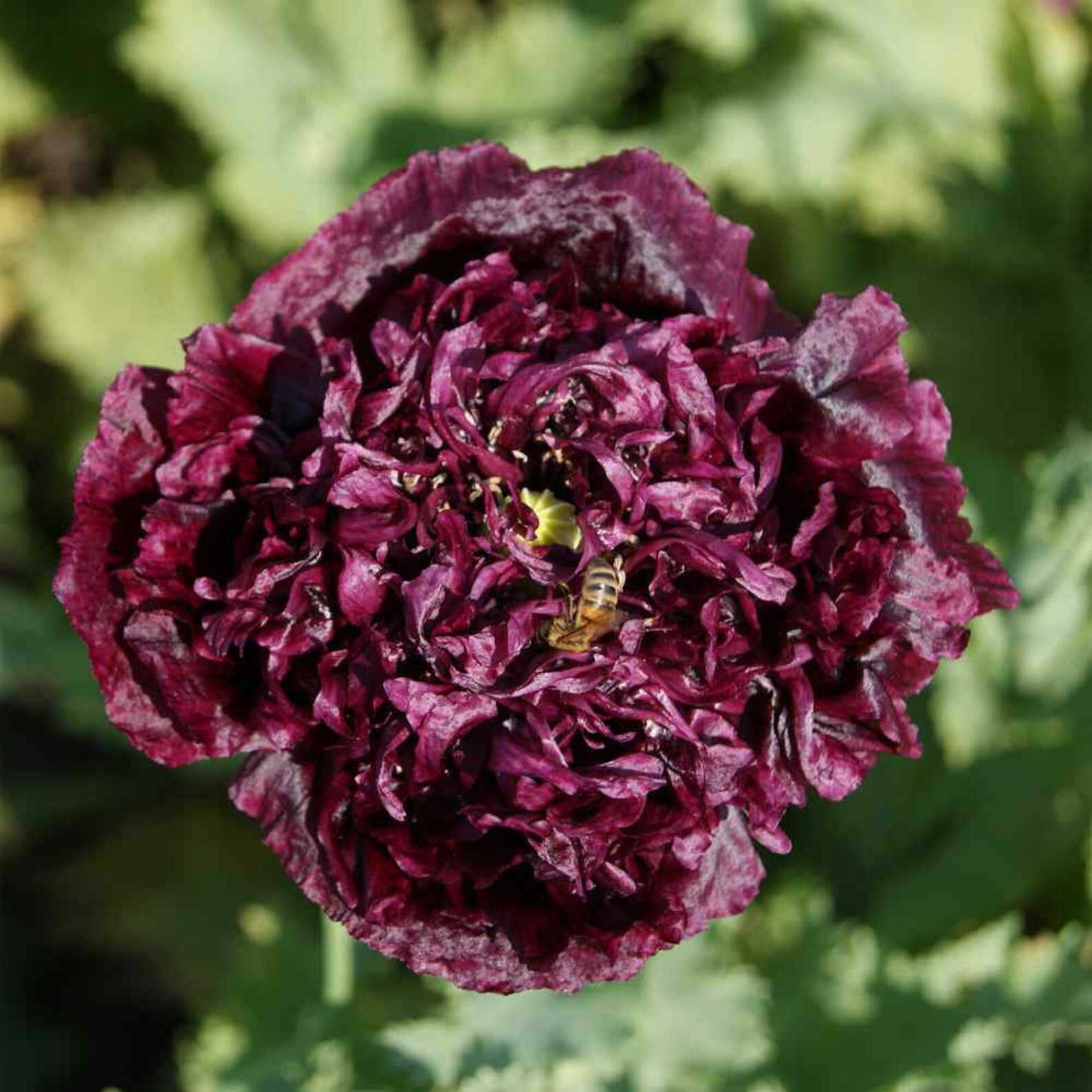 Black beauty peony plant