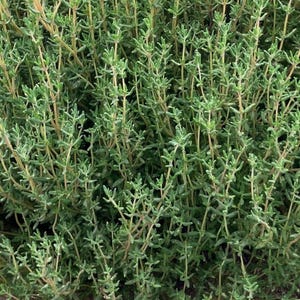 May include: A dense cluster of thyme plants featuring numerous thin, woody stems and small, narrow, grey-green leaves. The plant exhibits a branching growth pattern with light brown stalks visible near the base, creating a textured foliage.