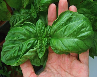 500 Italian large leaf basil seeds #57