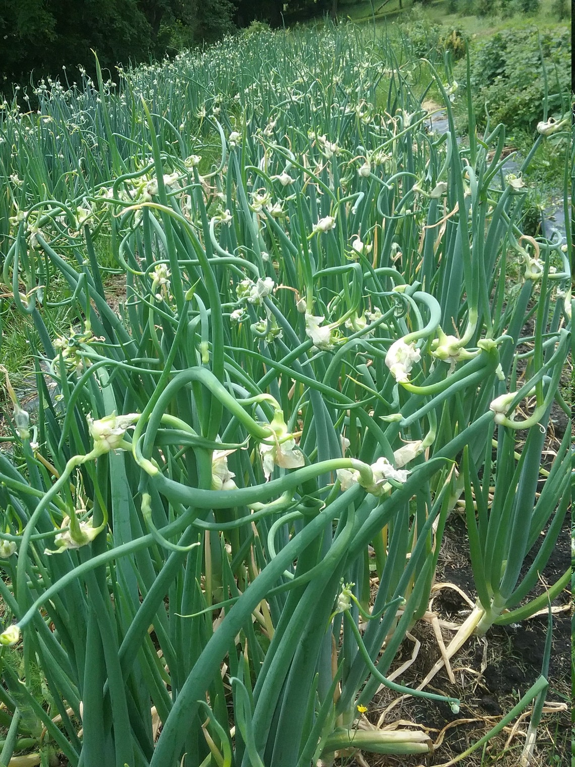 Organic Egyptian Walking onion Live green plants Etsy