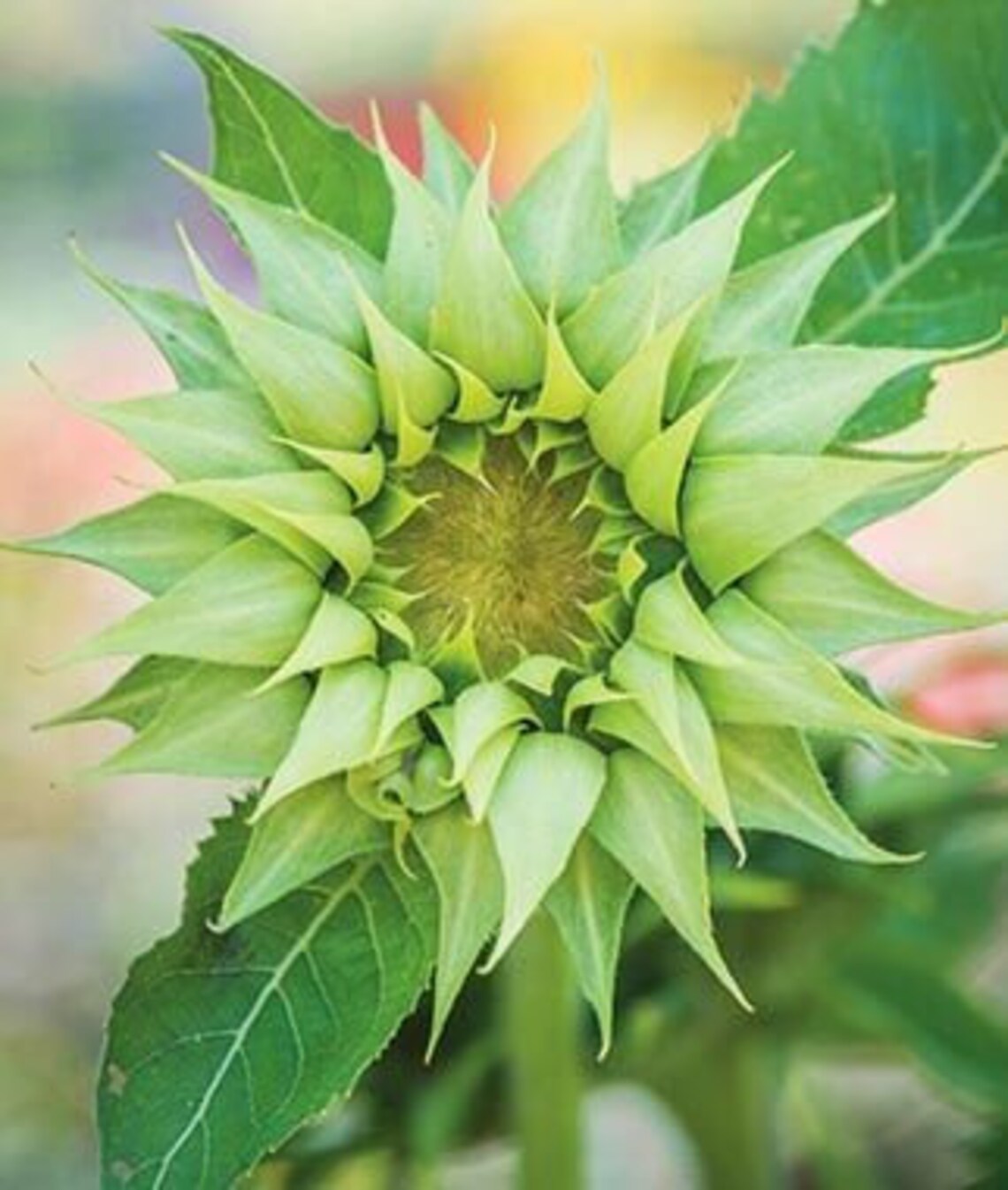 Sunfill™ Green Sunflower 10 Seeds 10 Etsy