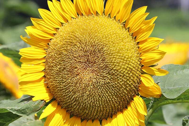 Kong Hybrid Sunflower 10 Seeds 14 Etsy
