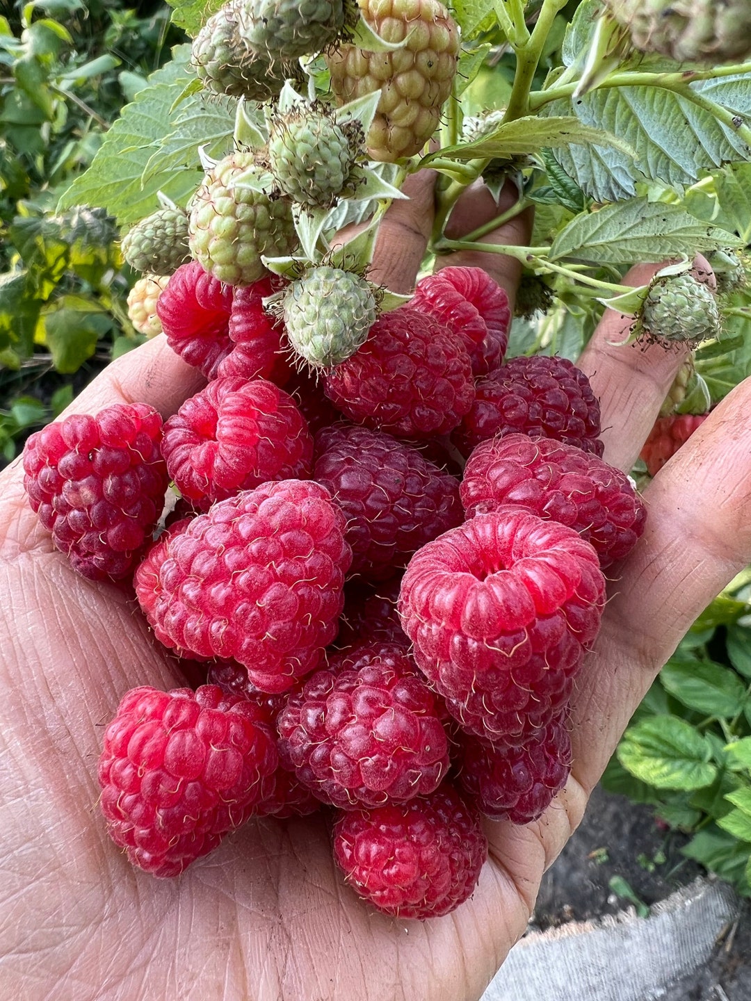 2 Thorn Less Raspberry Bare Root Plant DO NOT Plant in Pot Etsy