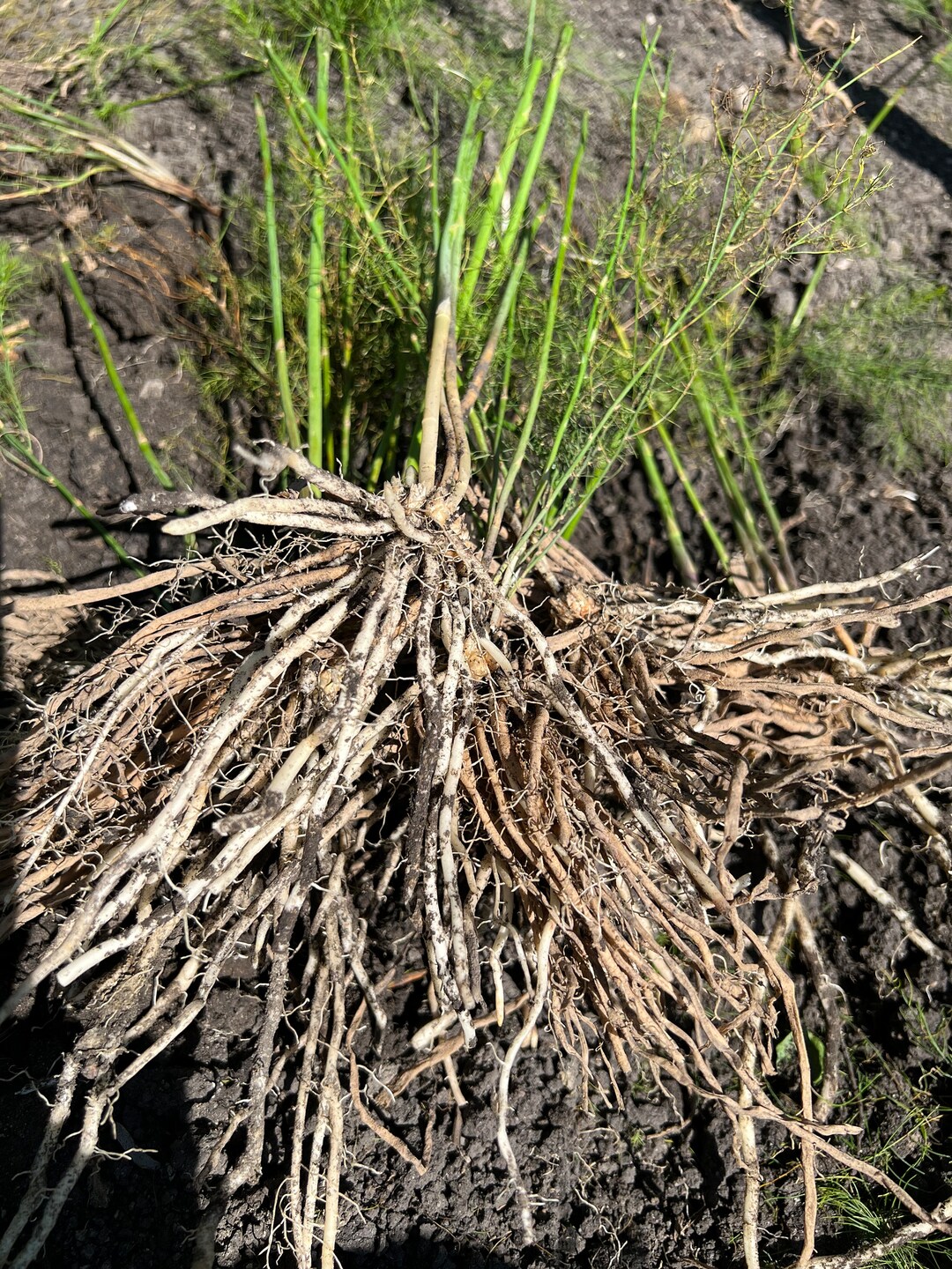 10 Jersey Giant Asparagus Crowns 1 Year Old Crowns Etsy