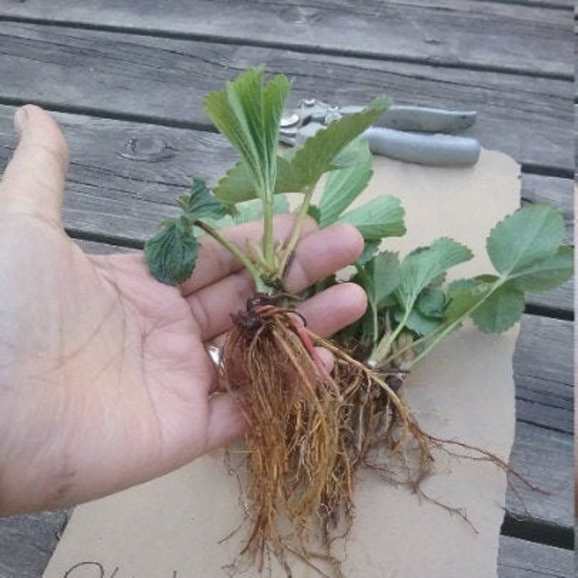 Organic 5Ozark Beauty Strawberry bare root plants Etsy