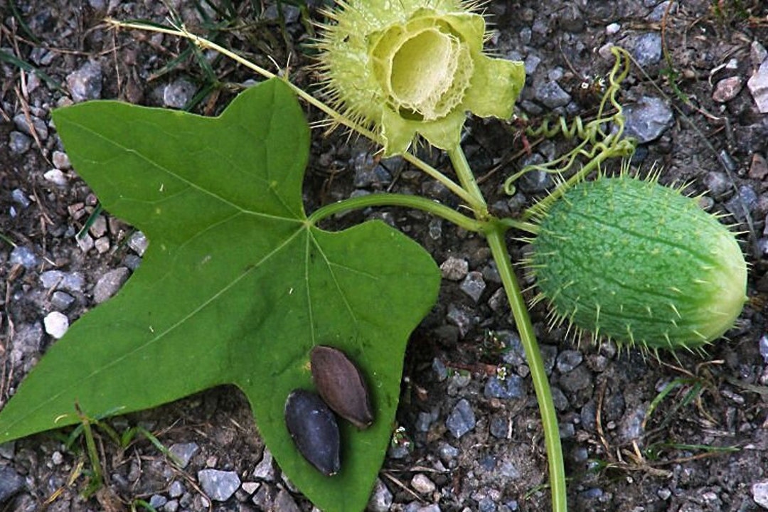 6 Wild Cucumber Seeds Etsy