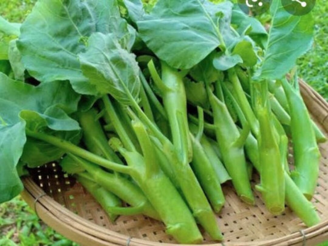 500 Chinese Broccoli Early Jade Seeds 156 Etsy