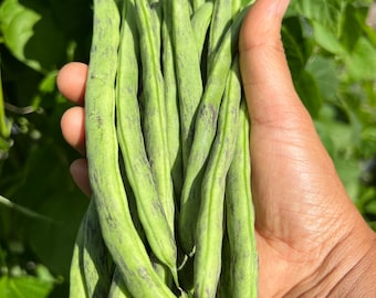 20 Rattlesnake Pole Bean seeds