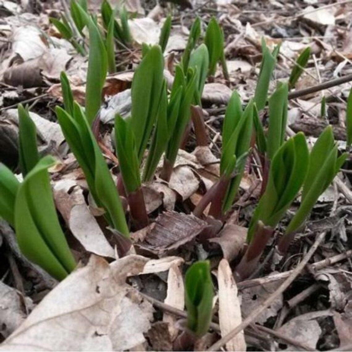 10 WILD LEEK seeds 102 Etsy