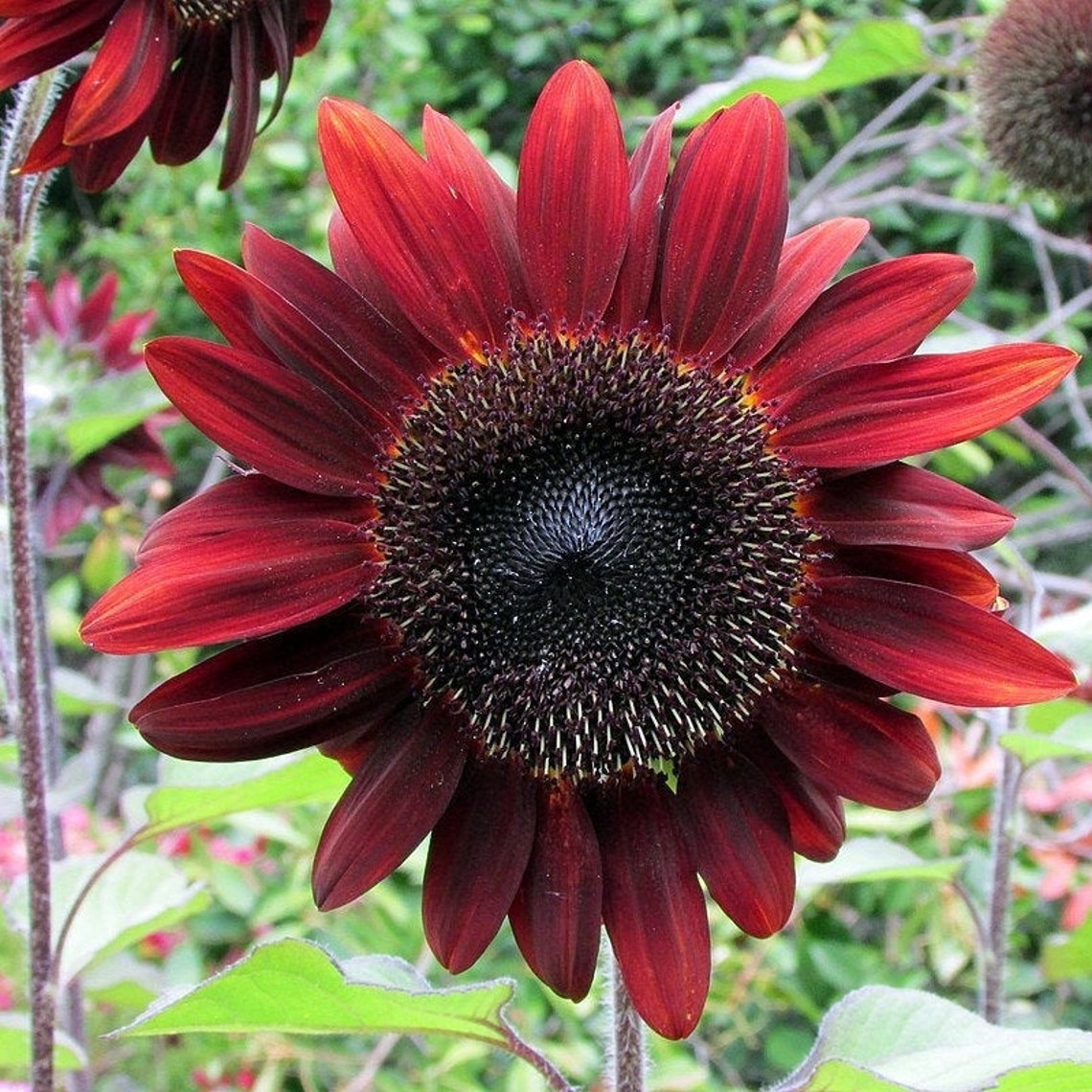 Procut Red Sunflower 10 Seeds 06 | Etsy