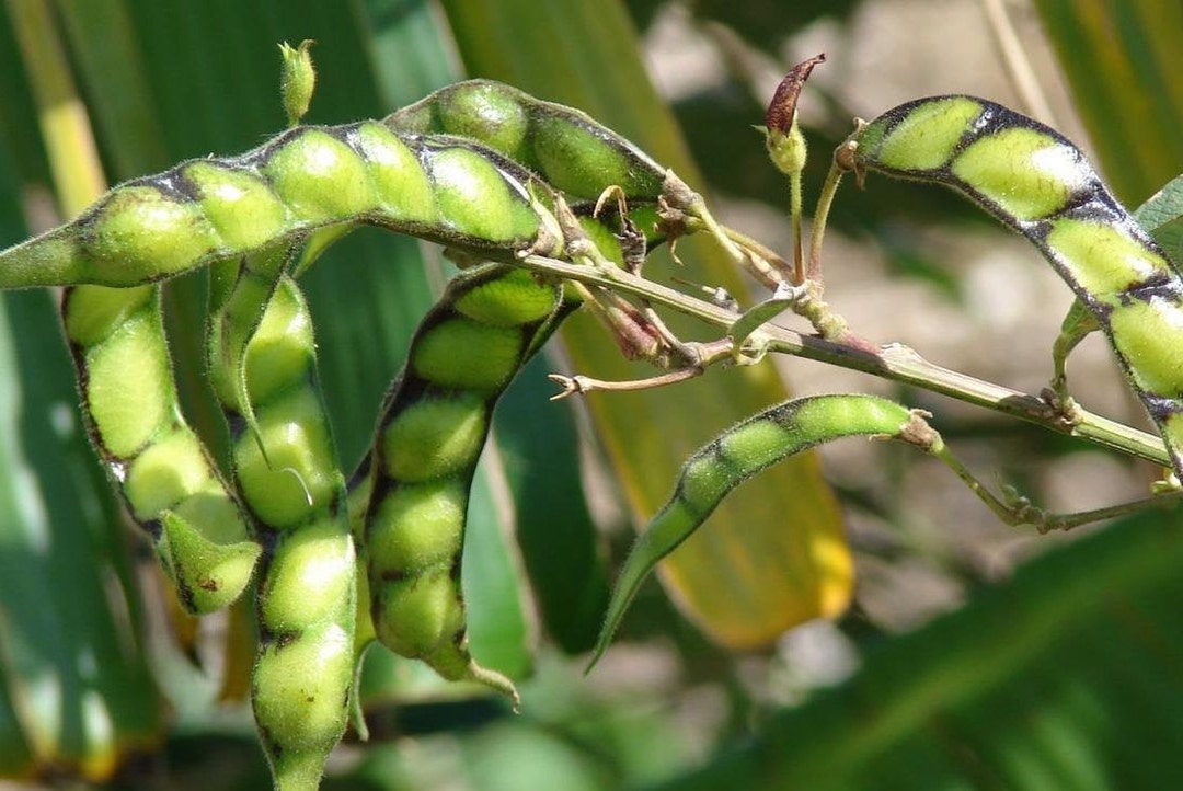 50 Pigeon Peas Seeds 0184 Etsy